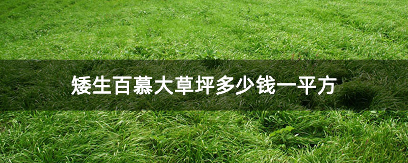 ⣼矮生百慕大草坪多少钱一平方