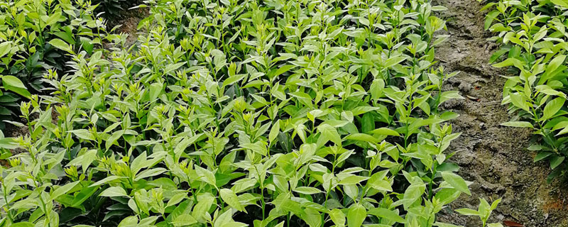 山下红蜜桔苗价格多少钱一棵