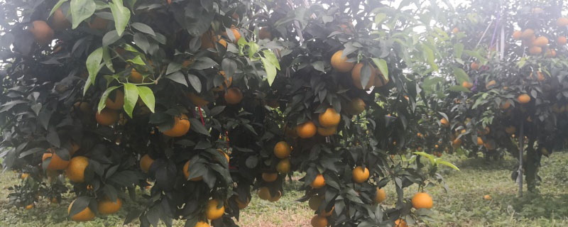 黄美人柑橘苗多少钱一株