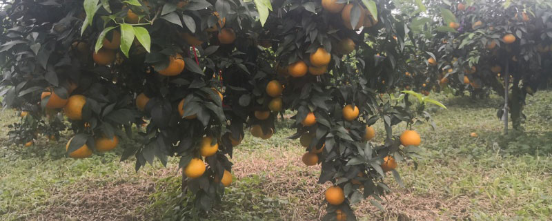 红美人柑橘苗价格多少钱一棵