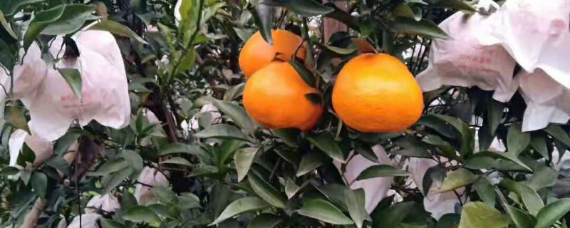 大叶尾张柑橘苗多少钱一棵 大叶尾张柑橘苗多少钱一棵