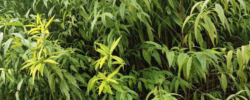 山毛桃树苗