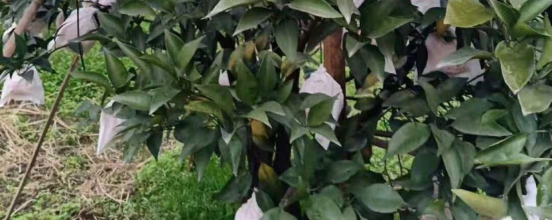 大雅柑苗多少钱一株 大雅柑苗多少钱一株