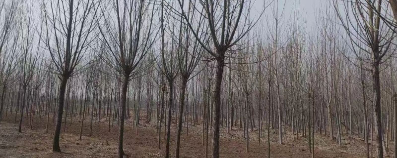 绿化环境对人们有什么好处