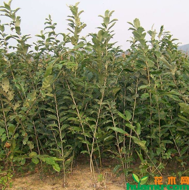板栗苗图片2.jpg