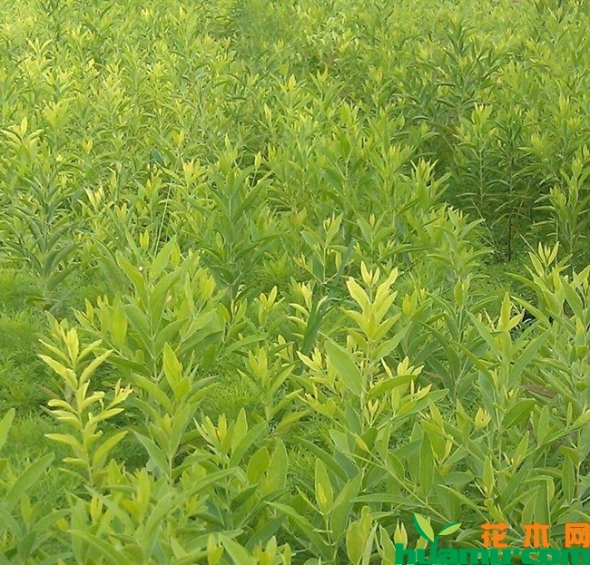黄花梨树苗实拍图片.jpg
