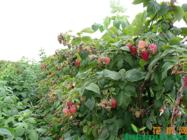 树莓苗种植基地