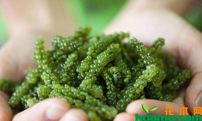 海葡萄高清图片