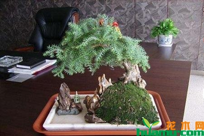 澳洲杉图4
