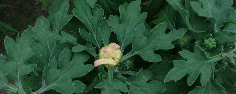 粉色菊花苗