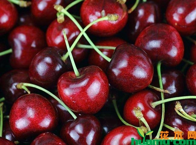 车厘子多少钱一斤