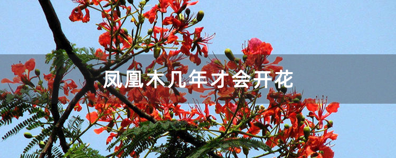 凤凰木几年才会开花