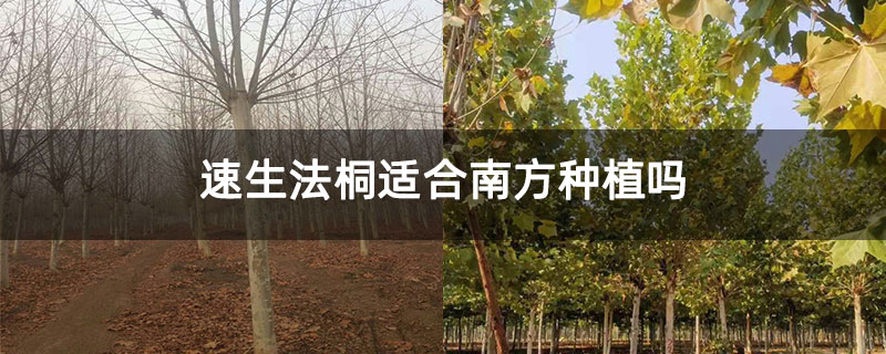 速生法桐适合南方种植吗
