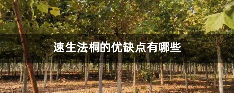 速生法桐的优缺点有哪些 速生法桐的优缺点有哪些