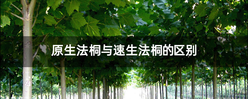 原生法桐与速生法桐的区别