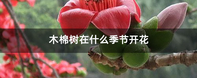 木棉树在什么季节开花 木棉树在什么季节开花