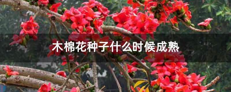 木棉花种子什么时候成熟