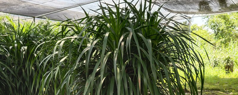 龙血树