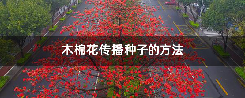木棉花传播种子的方法 木棉花传播种子的方法