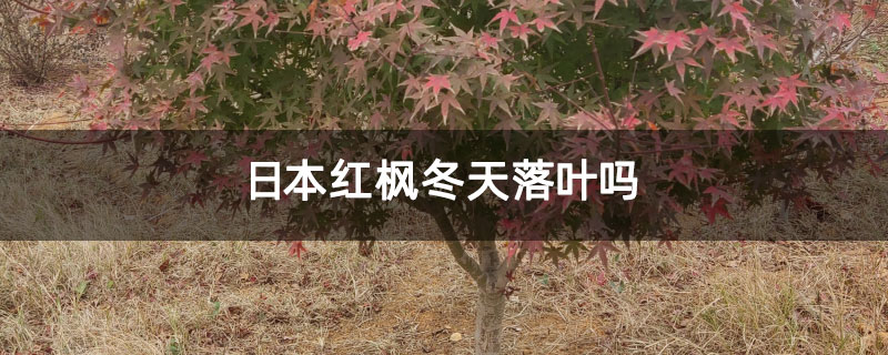 日本红枫冬天落叶吗