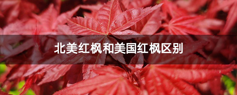 北美红枫和美国红枫区别 北美红枫和美国红枫区别