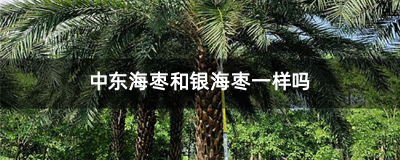 中东海枣和银海枣一样吗