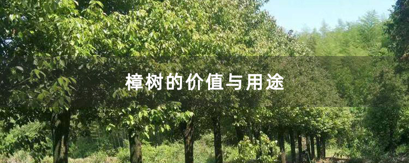 樟树的价值与用途