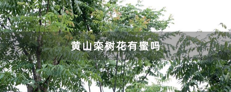 黄山栾树花有蜜吗