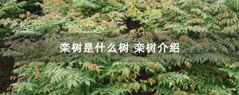 栾树是什么树 栾树介绍