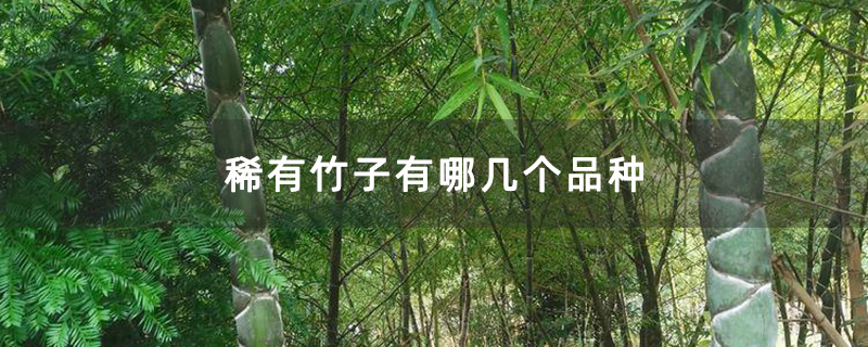 稀有竹子有哪几个品种