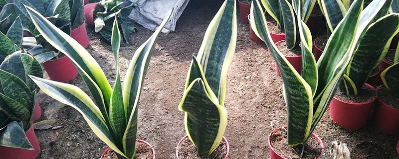 适合放办公室的植物有哪些