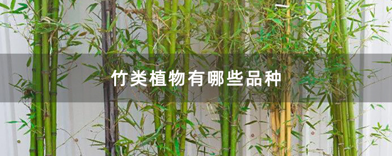 竹类植物有哪些品种