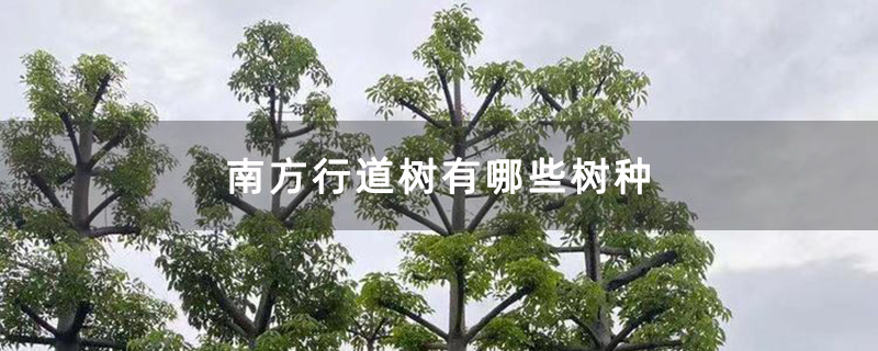 南方行道树有哪些树种