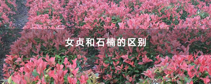 女贞和石楠的区别