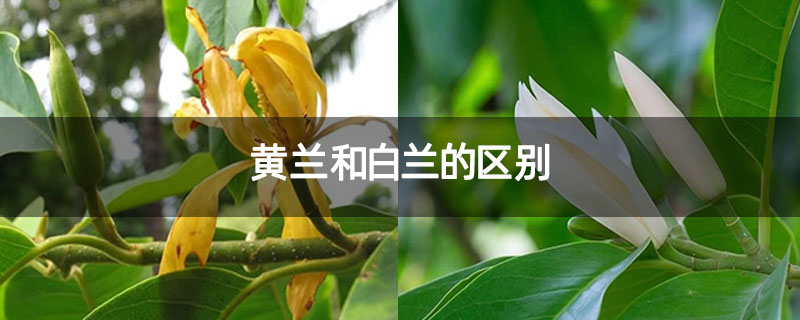 黄兰和白兰的区别