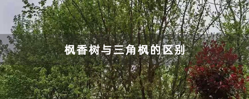 枫香树与三角枫的区别