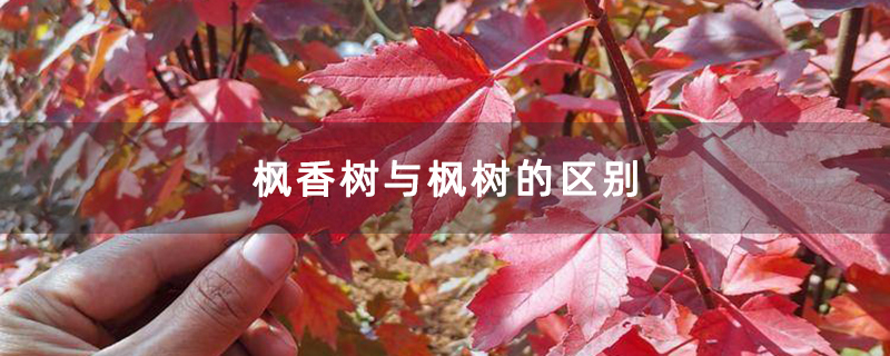 枫香树与枫树的区别