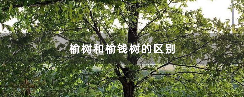 榆树和榆钱树的区别