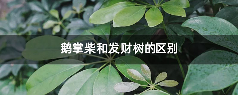 鹅掌柴和发财树的区别