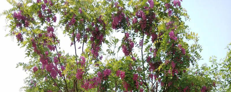香花槐