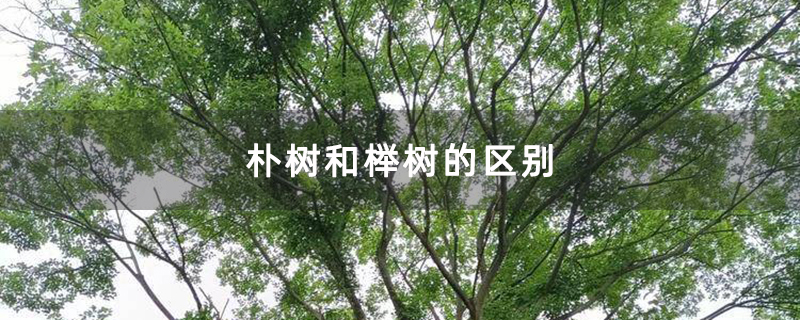 朴树和榉树的区别