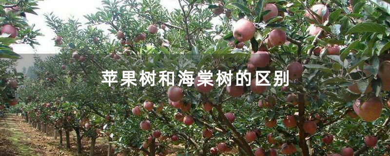 苹果树和海棠树的区别