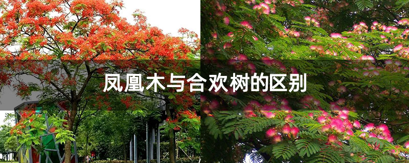 凤凰木与合欢树的区别