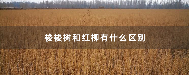梭梭树苗