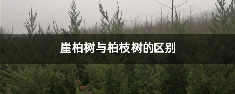 崖柏树与柏枝树的区别