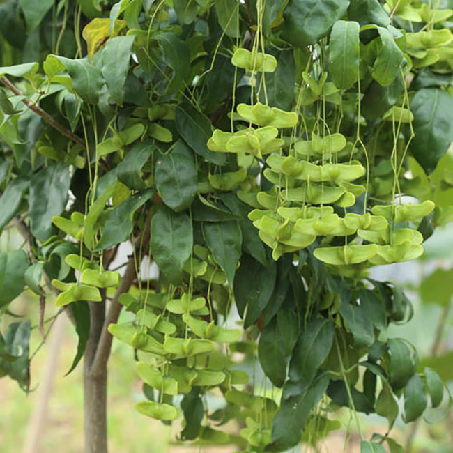 金丝吊蝴蝶几月份开花?金丝吊蝴蝶花期多少?