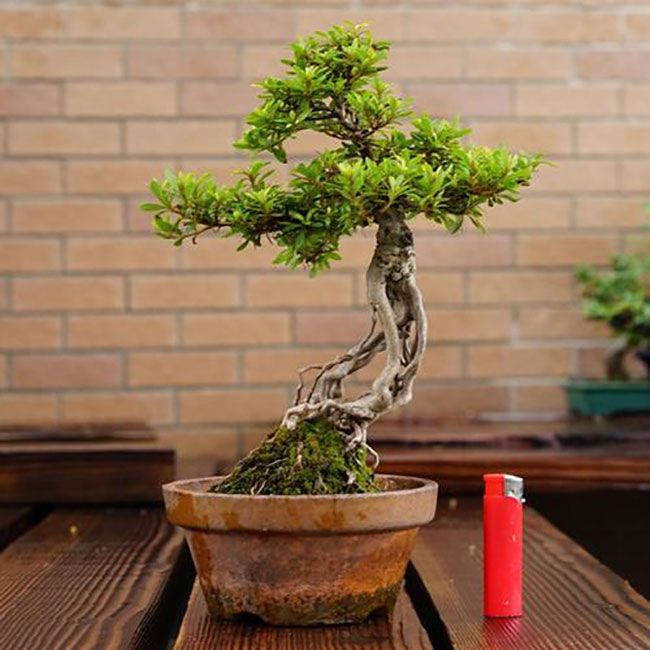 日本花柏特征有哪些?日本花柏特点介绍