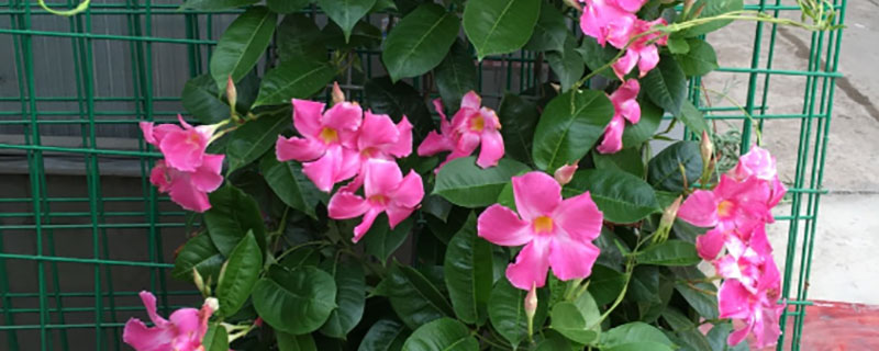 适合阳台暴晒的花卉