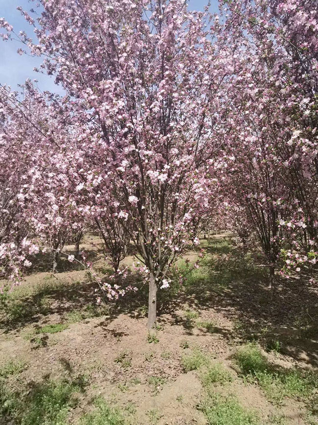 垂丝海棠什么时候结果?垂丝海棠花期果期简介