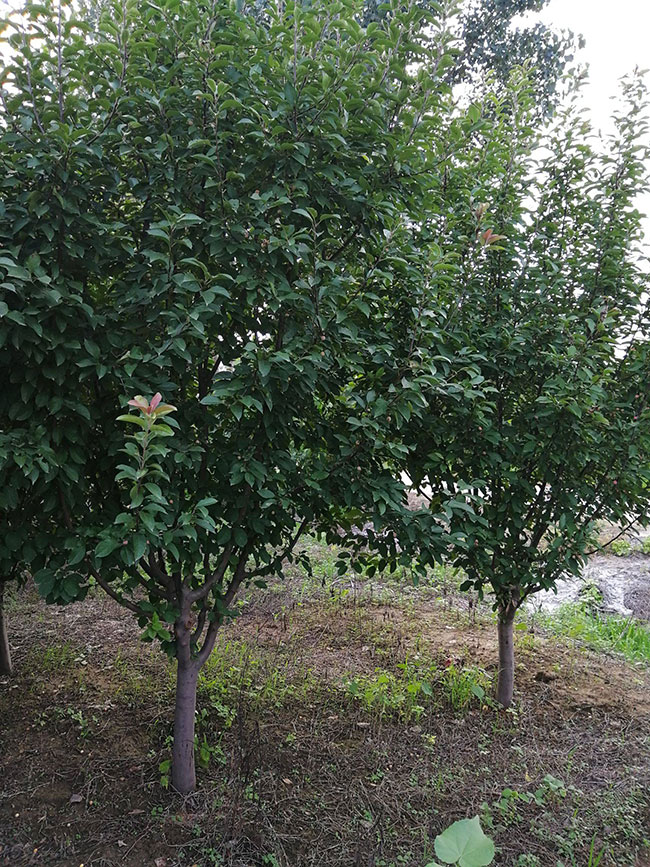 垂丝海棠什么时候结果?垂丝海棠花期果期简介